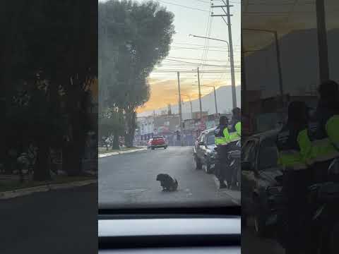 German Shepherd Police Dog Spins in Circles and Chases Tail on Duty