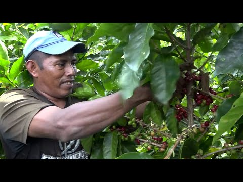 Unos 3.8 millones de quintales de café será la producción en el ciclo 2022-2023