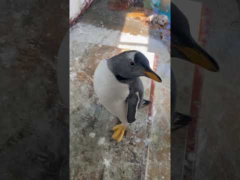 猫の動画サムネイル - 6/2ふ化🐣ジェンツーペンギン元気です！