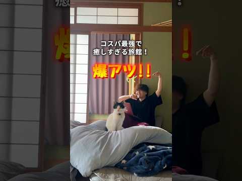 【愛媛旅行】1泊3,000円台のネコ旅館が癒しすぎた