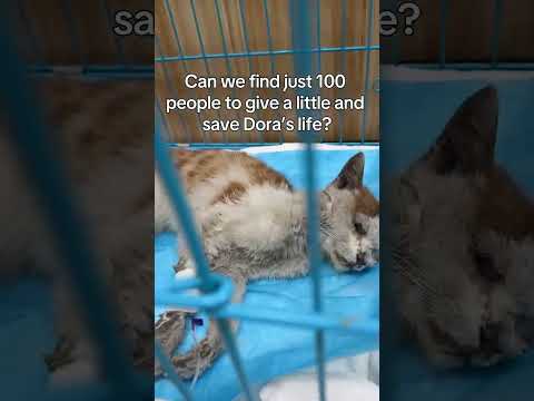 <strong>We</strong> rescued Dora when she needed help the most, &amp; now we’re doing everything <strong>we</strong> <strong>can</strong> to save her life.