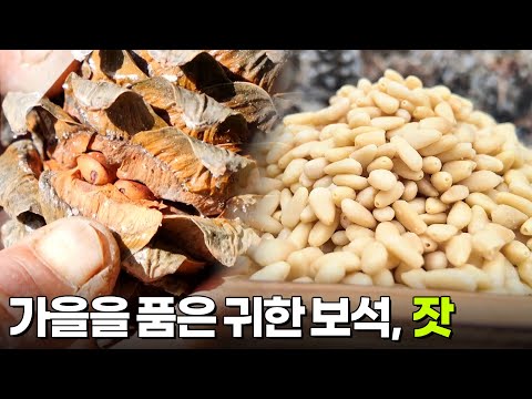 음식 X-파일: 가을을 품은 귀한 보석, 잣 [2TV 생생정보] | KBS 261026 방송