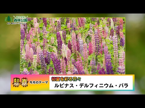 【公式】「魅力発掘！森林公園・ルピナス、デルフィニウム、バラ」2025年6月号アーカイブ（国営武蔵丘陵森林公園）