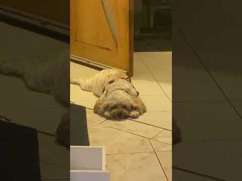 18 March 2026 #beautifuldog #cutedog #australia #sydney #sleepingdogs #lovelydogs #dog #dogs #loyal