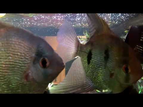 Discus Flyby A quick video with Discus, Angelfish, tetras & Corys