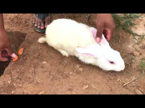 Adventure Creative Tools- How to creative trap a rabbit work 100%