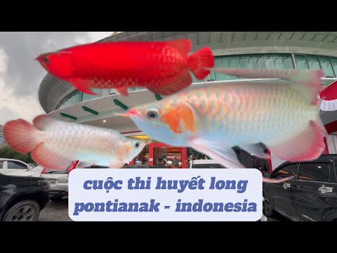Những chú cá rồng huyết long siêu đỏ tại cuộc thi ACP CUP 2 - Pontianak-Indonesia