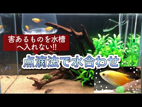 點滴法での水合わせのやり方【ゴールデンドワーフグラミーお迎え】