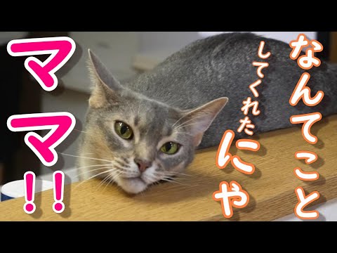 猫がママのドジの被害にあいました【スコティッシュフォールド】【アビシニアン】