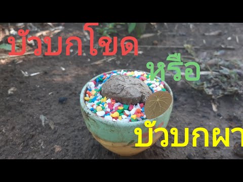 บัวบกโขด-หรือ-บัวบกผา-พันธุ์ไม บัวบกโขด-หรือ-บัวบกผา-พันธุ์ไม