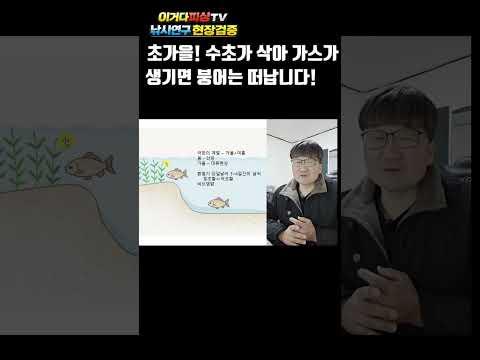 초가을 수초가 삭아 가스가 생기면 붕어는 떠납니다