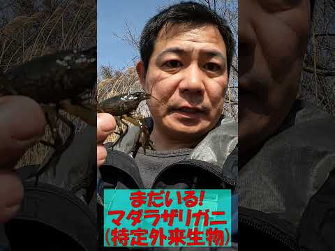 クローン、マダラザリガニ！まだいる！愛媛県松山市！みんなで拡散防止！ Marbled crayfish, Procambarus virginalis ≫生物ハンター加藤英明【公式】かとチャン