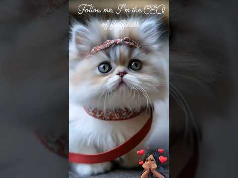 Follow me, I’m the CEO of fluffiness #catvideos #catshorts #catworld #catfilter #catmodel #catnews