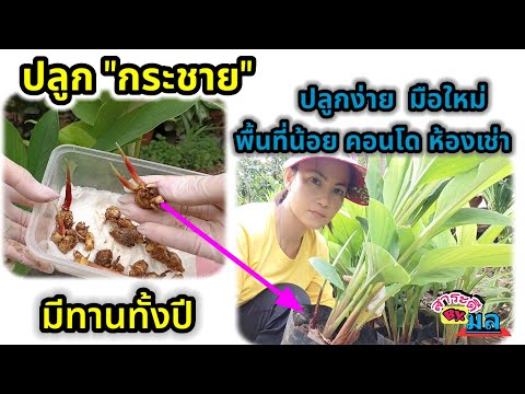 ปลูกกระชายกระถางมีกินทั้งปี-ปล ปลูกกระชายกระถางมีกินทั้งปี-ปล
