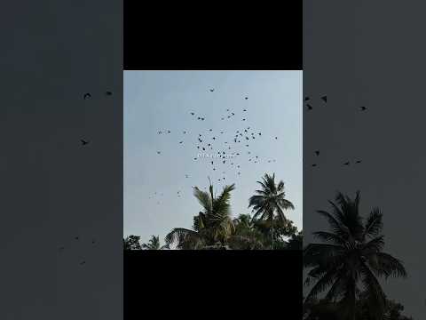 Mann Mera | Aesthetic Lyrics Status | Romantic Sad Song | Heart Touching Love Status #shorts #lyrics