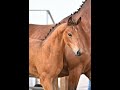 Dressage horse Chique HV uit Barina-stam