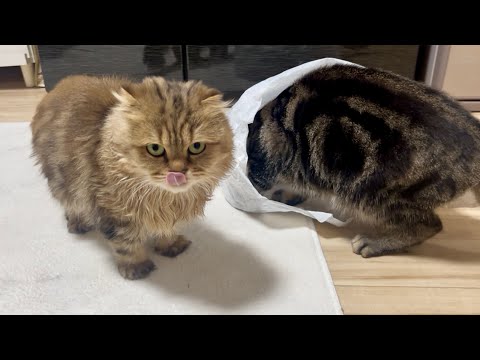 食べ物が入った袋を見つけた猫が秒でこうなりましたw