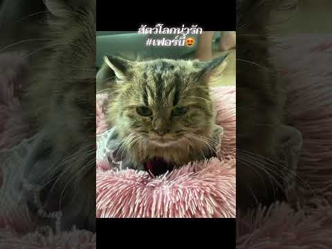#เฟอร์บี้#สัตว์โลกน่ารัก