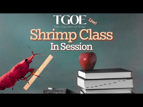 Shrimp Class In Session 🎙️ New to streaming or looking to level up? Check out StreamYard and get $10 discount! 😍 htt