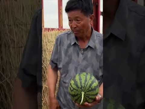 Watermelon inspectors know their ripeness