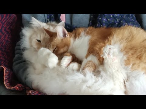 猫の動画サムネイル - ぼーちゃんLIVE配信？　放置？　朝まで？　2025年04月29日