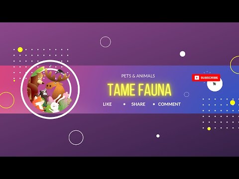 Tame Fauna Chimp live! #chipmunks #squirrel #eating