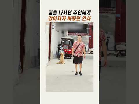 #<strong>골든리트리버</strong> #귀여운강아지 #댕댕이