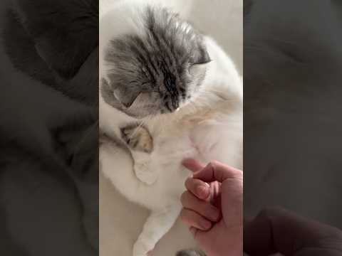猫の動画サムネイル - 😺？ #cat