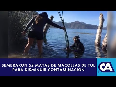 Autoridades siembran plantas de tul, a las orillas del lago de Atitlán