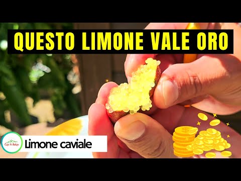 Limone CAVIALE - FINGER LIME - IL LIMONE PIÙ COSTOSO