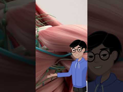 Artificial Muscles That Lift 4,000x Their Weight! 🦾💪