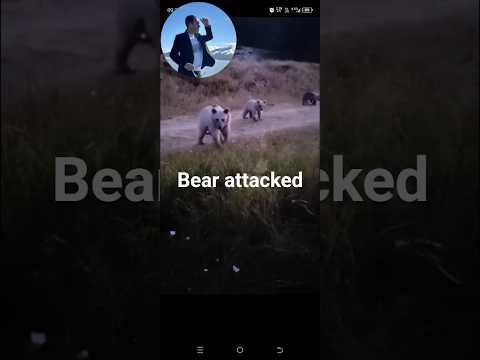 Ayı saldırdı #ayı#bears #bearattack #saldırı #dağcılık #gece #doğa #animals #attack#熊攻擊