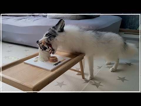 가장 행복한 생일을 맞이한 여우🦊ㅣ여우 <strong>루비</strong>