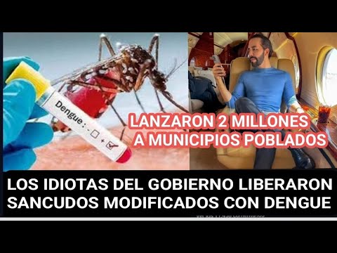 Cronologia de la estupides del gobierno de Nayib de lanzar sancudos modificados a los pobres