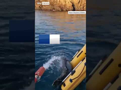 Seal lounges on 'stolen' dinghy