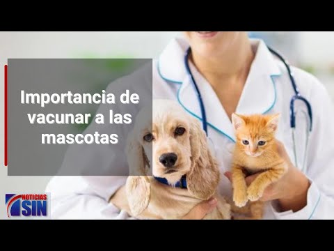 Especialista habla sobre la importancia de vacunar a las mascotas