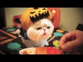 Pumpkin Vampire Kitty