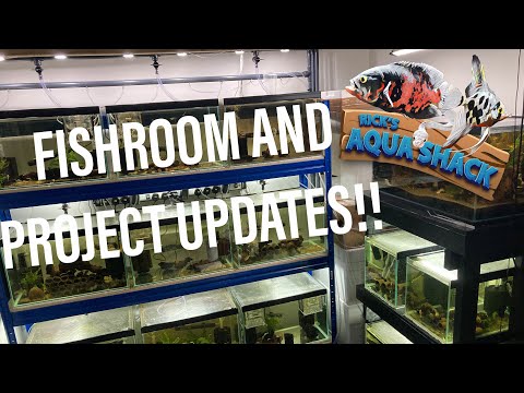 Fishroom and Project updates!!! In this weeks video, I’ll be going through all my current projects and all of the latest batches o