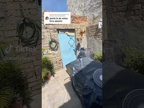 😂 #miperrita #pets #miperrito #funny #mascotas #dog #bromita #comedia #humor #misperritos