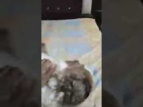 Live highlight simba didi ka Wait karte hue #viralvideo