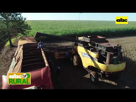 ABC Rural: Cosecha de soja para semillas comerciales