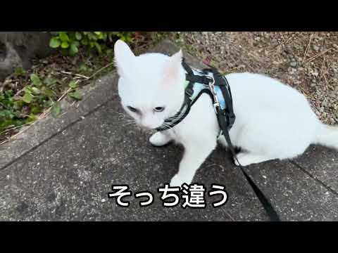 下僕お父ちゃんの言うことは無視!してまるハラする駄々っ子まるちゃん。