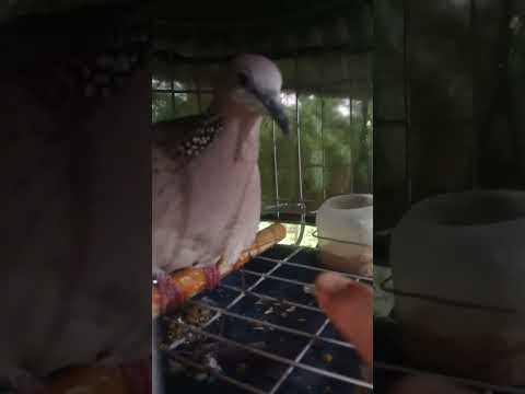 Cu gáy cực hay #fishing #fishingmientay #shorts