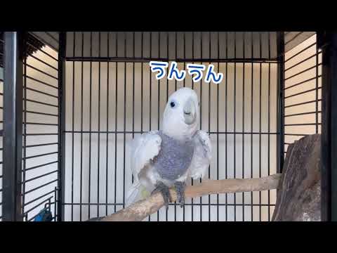 ガブさんにこの暑さどうよって聞いてみた