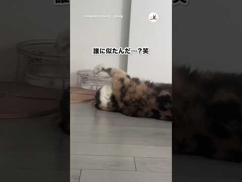 寝ながら水を飲む猫のかわいい動画 サムネイル