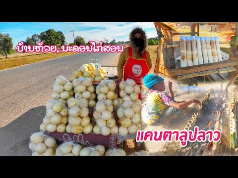 ແຄນຕາລູບບ້ານຫ້ວຍເຂົ້າຫຼາມບ້ານ