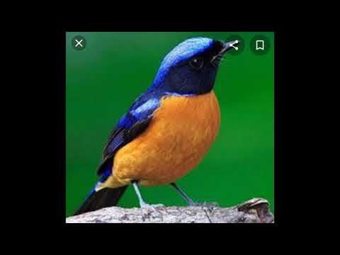 suara pikat burung tledekan #pikat burung#