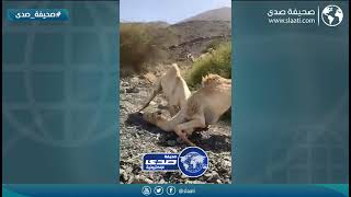 قتال بين جملين