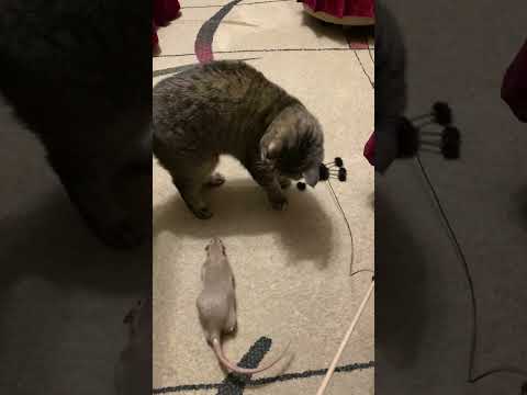 Curious Cats Meet a Brave Rat in the Living Room