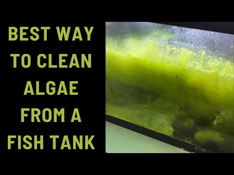 Best Way to Clean Algae from a Fish Tank In this video I’m talking about the best way to clean algae from a fish tank. I have a quarantine 
